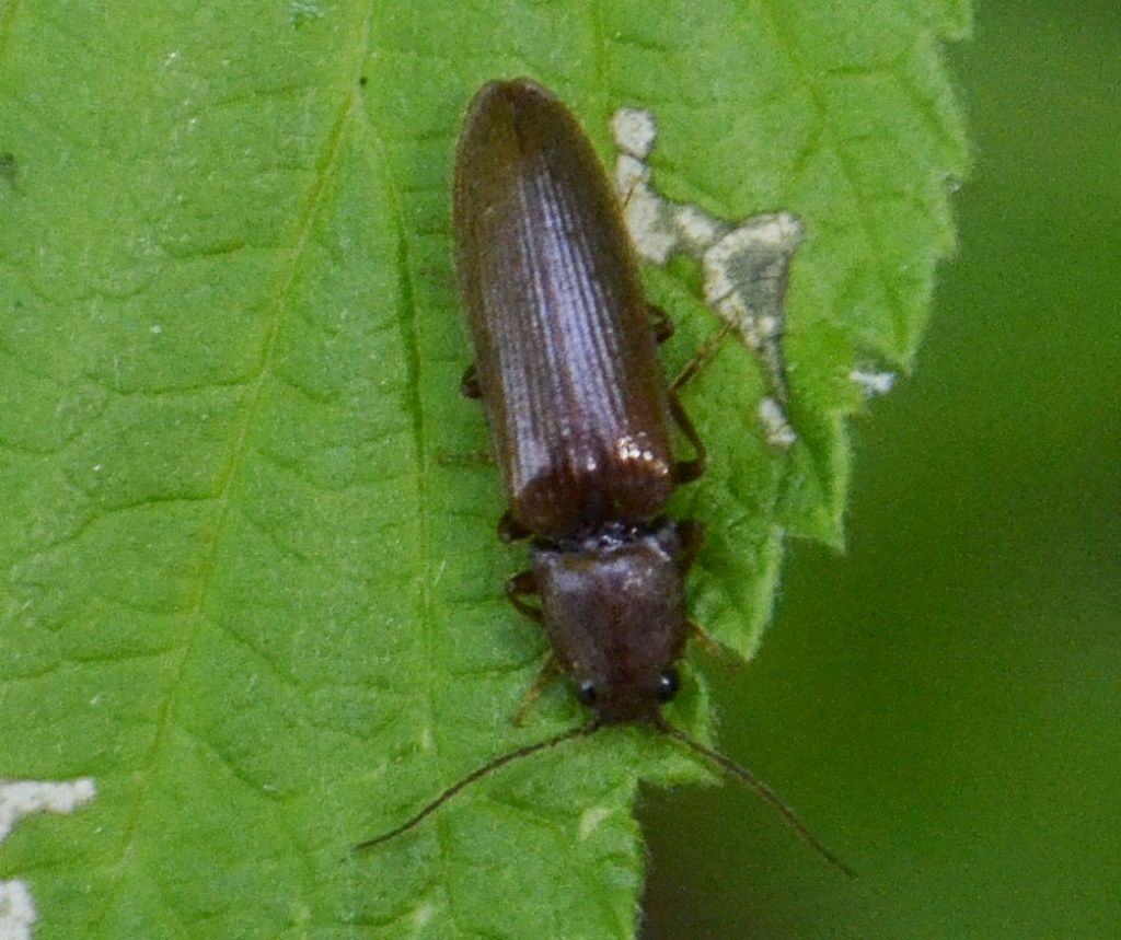Elateridae: Athous sp.